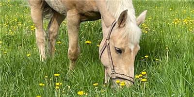 英灵神殿开发商买了一匹马 起名也叫Valheim