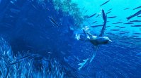 海洋冒险游戏《Glaciered》上线 Steam：探索 6500 万年后的海洋，支持光追
